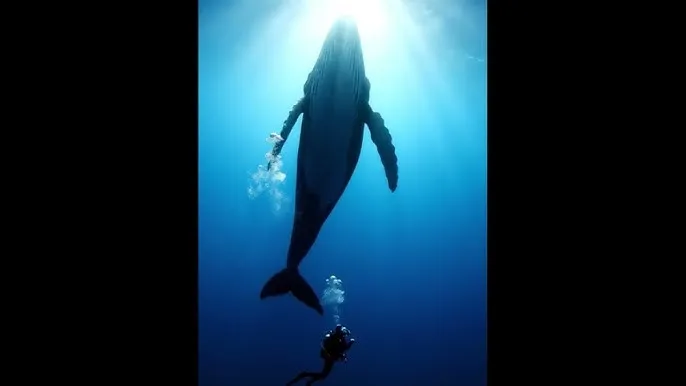 禁漫天 - 深蓝星球：探索海洋深处的未知世界